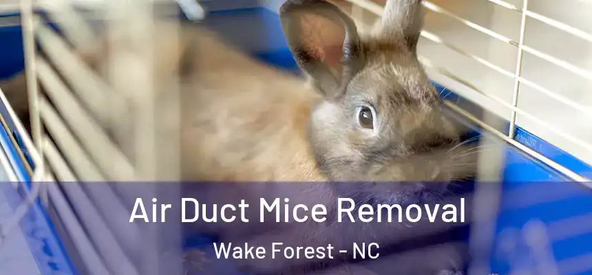 Air Duct Mice Removal Wake Forest - NC